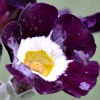 Auricula Lilac Domino - Abriachan nurseries